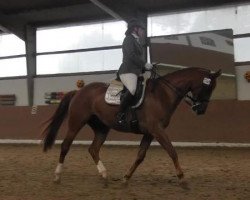 dressage horse Picco's Dream (Westphalian, 2004, from Praktiker)