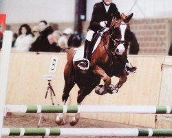 jumper Duplo 46 (German Riding Pony, 2008, from Der feine Lord AT)