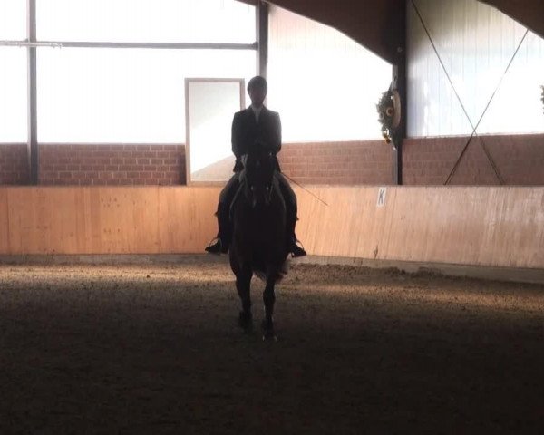 dressage horse Percival 6 (Westphalian, 2006, from Praktiker)