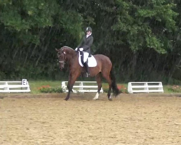 dressage horse Filou mon ami (Rhinelander, 2000, from Faveur)