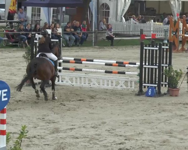 broodmare Pepsi (Westphalian, 2000, from Pep)