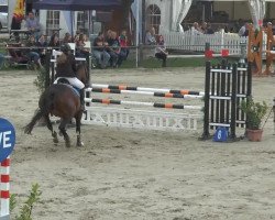 broodmare Pepsi (Westphalian, 2000, from Pep)