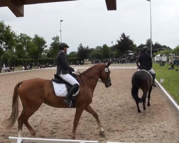 dressage horse Roman Dream (Westphalian, 2003, from Bmc Roman Nature)