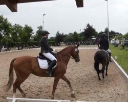 dressage horse Roman Dream (Westphalian, 2003, from Bmc Roman Nature)