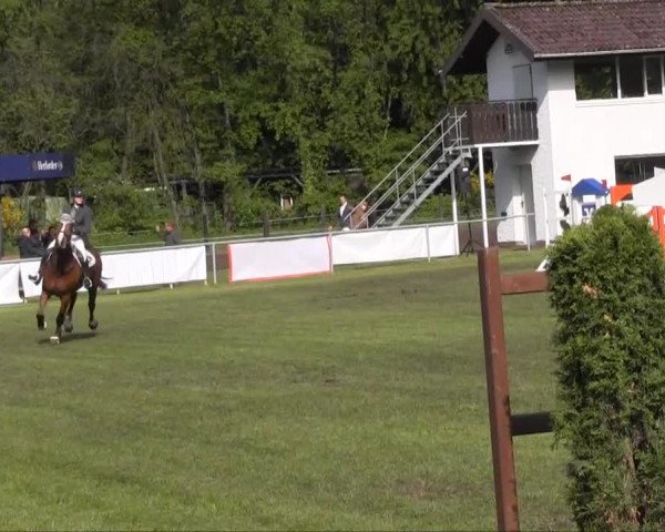 Springpferd Cashew Collin Copado (Westfale, 2005, von Co-Pilot)