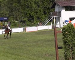 Springpferd Cashew Collin Copado (Westfale, 2005, von Co-Pilot)