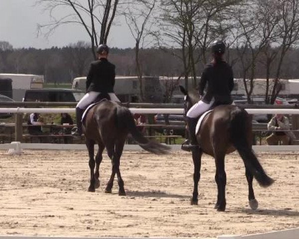 jumper Curly Wurly M (Hanoverian, 1998, from Carismo II 123 FIN)