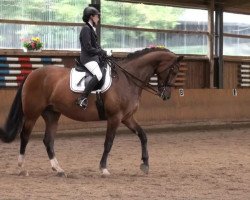 Dressurpferd Pierro 16 (Westfale, 2005, von Pascavello)