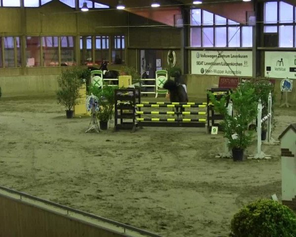 jumper Shir Khan 32 (Holsteiner, 2003, from Silvano)