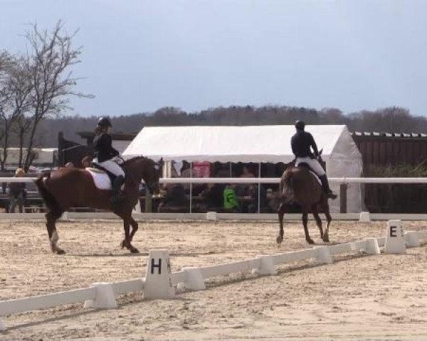dressage horse Frankyboy (Westphalian, 2003, from Florestan I)