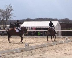Cavallo da Dressage Frankyboy (Westfale, 2003, di Florestan I)