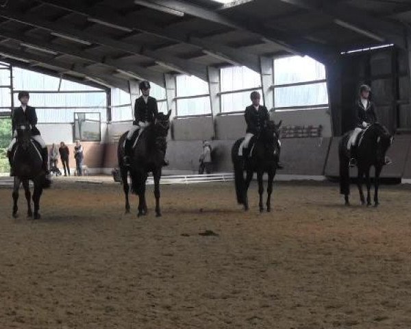 broodmare Fedonie (Hanoverian, 2003, from Fielmann)