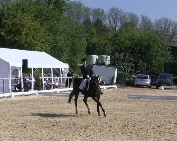 dressage horse Candra (Westphalian, 1994, from Cacir AA)
