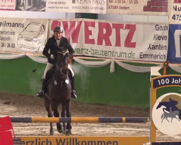 Springpferd Paola 212 (Rheinländer, 2003, von Prado)