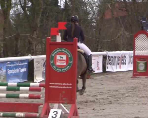 jumper Nikito (German Riding Pony, 1998, from Nevado)