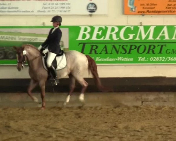 dressage horse Geronimo 526 (German Riding Pony, 1999, from Golden Dancer)