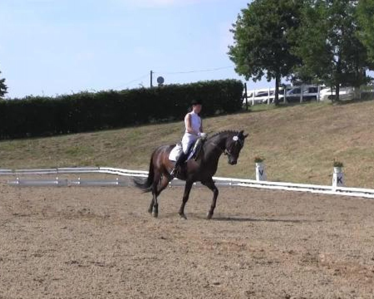 Dressurpferd Filinio (Westfale, 2001, von Feinsinn)