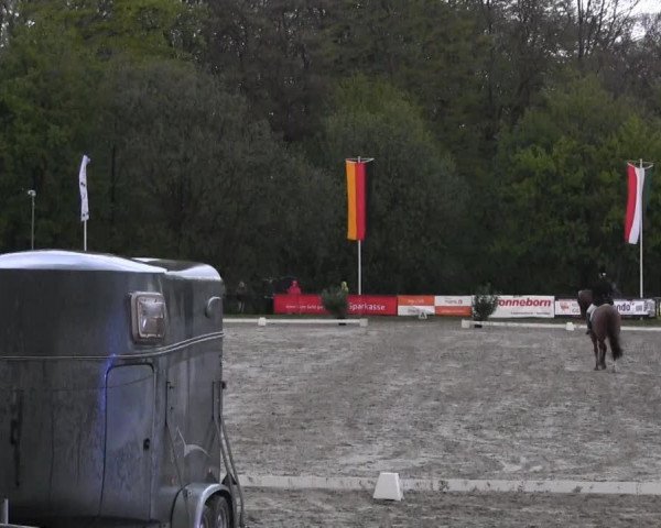 dressage horse Weltwunder (Bavarian, 2001, from Wachhorst)
