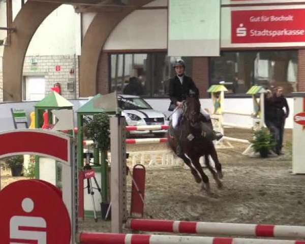 jumper Emira (Westphalian, 2000, from Ehrenwort)