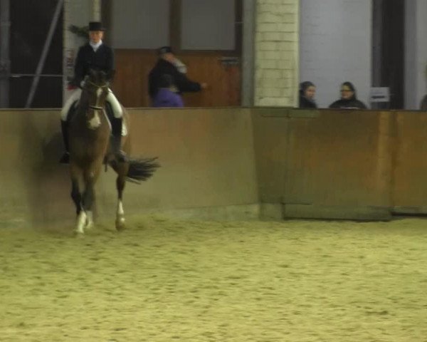 dressage horse Ehrenwort Junior (Hanoverian, 2004, from Ehrenwort)