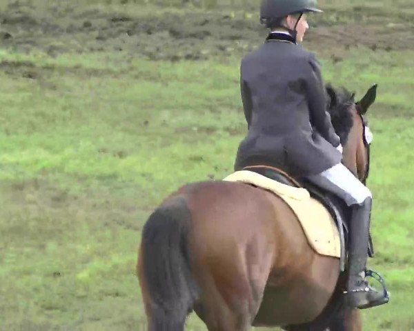 dressage horse Hannabel (German Riding Pony, 2002, from Night-Dream)