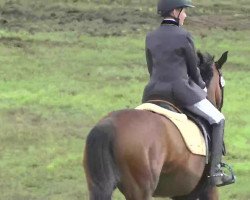 dressage horse Hannabel (German Riding Pony, 2002, from Night-Dream)
