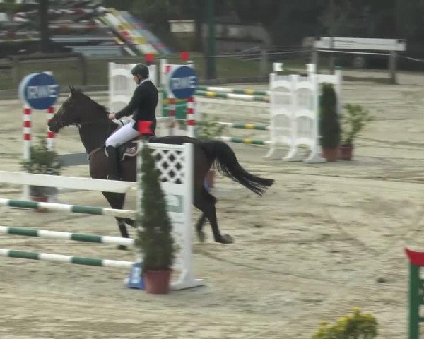 jumper Calimero H (Westphalian, 2002, from Cordobes I)