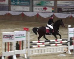 Springpferd Candaias G (Rheinländer, 2004, von Cordobes I)