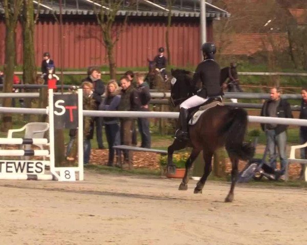jumper Dirty Dumbledore (German Riding Pony, 2006, from Dirty Harry) jumper Dirty Dumbledore (German Riding Pony, 2006, from Dirty Harry)