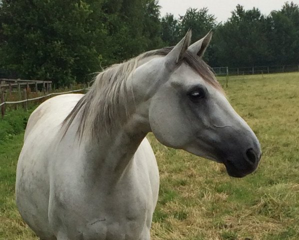 Zuchtstute Blits BW (KWPN (Niederländisches Warmblut), 2006, von Argentinus)
