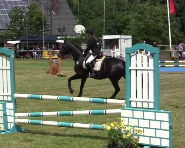 Springpferd Clay's Way (Oldenburger Springpferd, 2005, von Clay) Springpferd Clay's Way (Oldenburger Springpferd, 2005, von Clay)