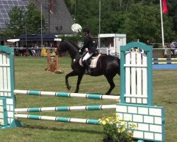 jumper Clay's Way (Oldenburg show jumper, 2005, from Clay)