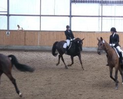 dressage horse Lennox 168 (Westphalian, 2000, from Lamoureux II)