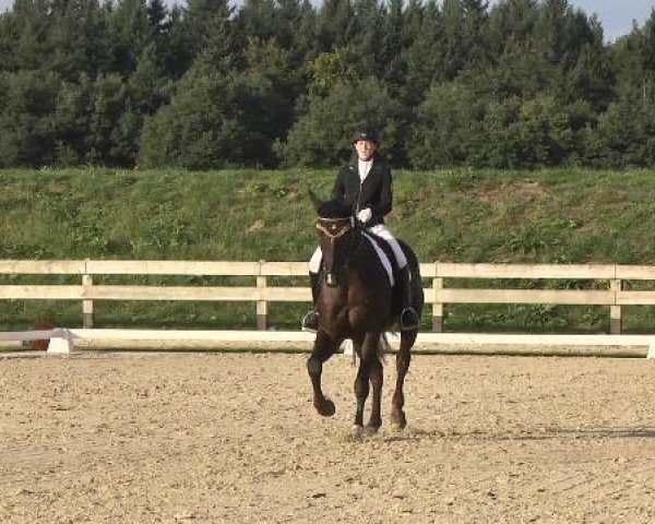 dressage horse Faro 128 (Württemberger, 2006, from French Kiss)