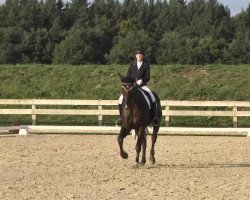 dressage horse Faro 128 (Württemberger, 2006, from French Kiss)