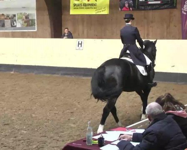 stallion Fair Play 166 (Württemberger, 2003, from French Kiss)