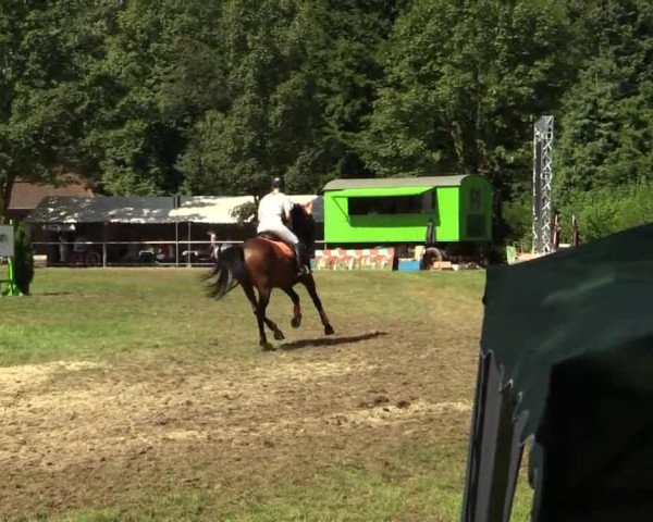 jumper Billi-Boy 2 (Westphalian, 1995, from Barring)