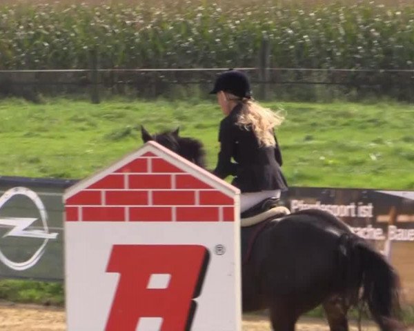 jumper Leviano 4 (German Riding Pony, 2000, from Laudatio)