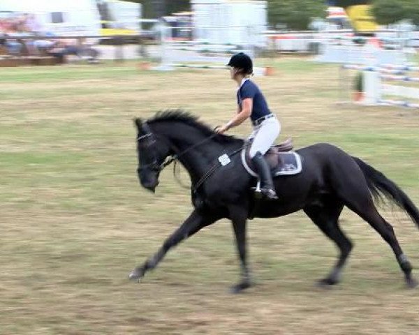 jumper Picolino 10 (Oldenburg, 1997, from Placido)