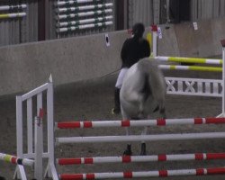 jumper Limetime (Hanoverian, 1999, from Landfriese II)