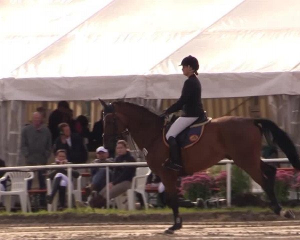 Springpferd Anton 585 (Oldenburger, 2005, von Armitage)