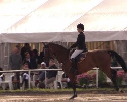 Springpferd Anton 585 (Oldenburger, 2005, von Armitage)