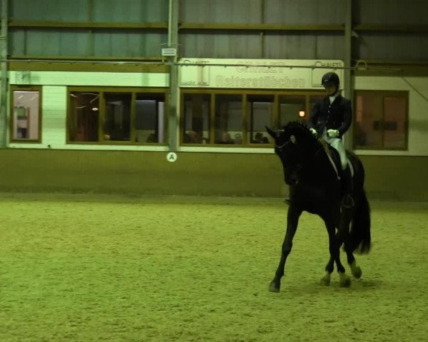 horse Sempione (Westphalian, 2006, from Show Star)