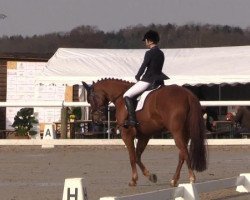 dressage horse Dufte Biene 13 (Hanoverian, 2008, from Don Frederico)