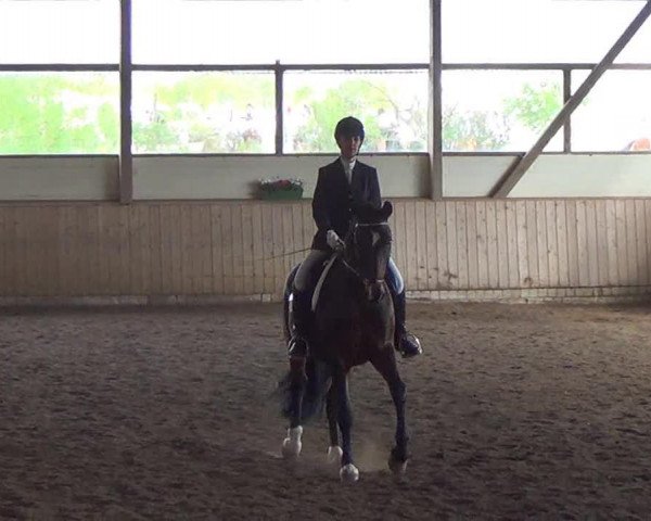 dressage horse Ratzeputz 53 (Oldenburg, 1995, from Romancier)