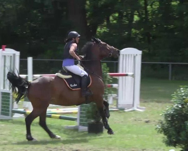 Springpferd Sinatra 19 (Thüringer, 2002, von Seidon) Springpferd Sinatra 19 (Thüringer, 2002, von Seidon)