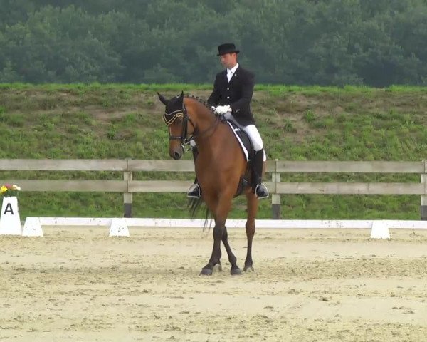 dressage horse Passe Partout 15 (Hanoverian, 2001, from Prince Thatch xx)