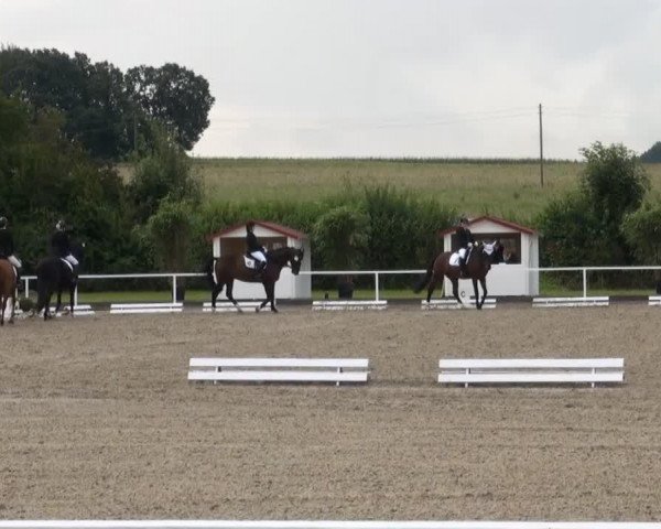 dressage horse Weatherbee (Hanoverian, 2004, from Waterford)