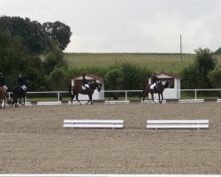 dressage horse Weatherbee (Hanoverian, 2004, from Waterford)