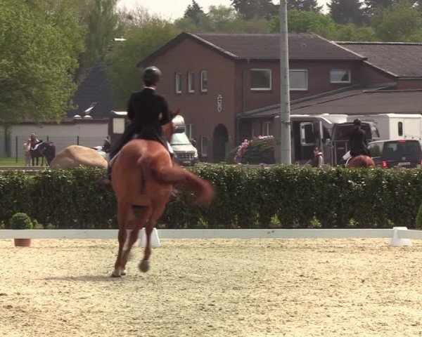 Reitturnier Elmshorn 2021